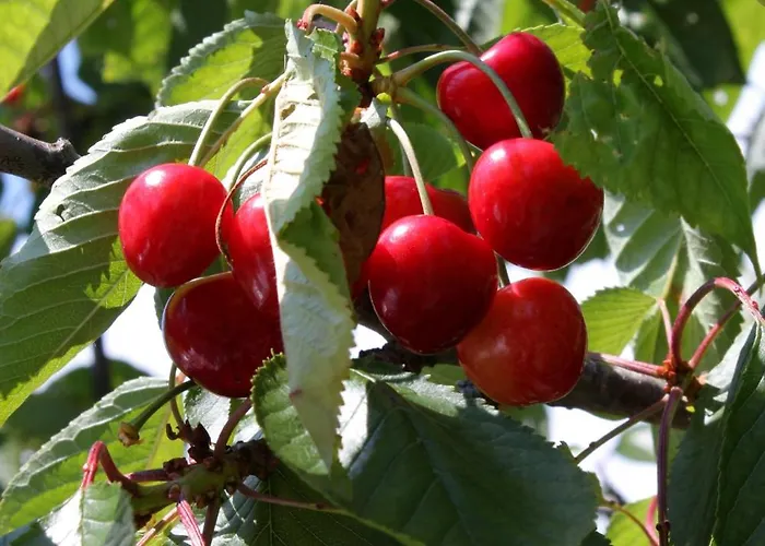 And With Parking Space Icici, Opatija - 2315 Gasthof